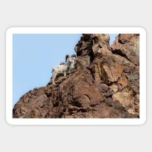 Dall Sheep Sticker